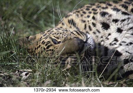 Leopard View Large Photo Image Picture - Leopard. Fotosearch