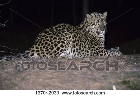 Leopard View Large Photo Image Stock Image - Leopard. Fotosearch
