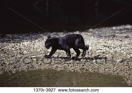 Leopard View Large Photo Image Stock Photo - Leopard. Fotosearch