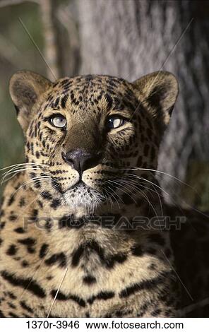 Leopard View Large Photo Image Stock Photograph - Leopard. Fotosearch