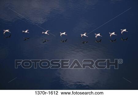 Lesser Flamingos View Large Photo Image Stock Image - Lesser Flamingos. Fotosearch