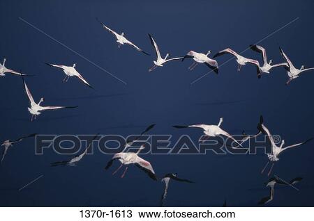 Lesser Flamingos View Large Photo Image Stock Image - Lesser Flamingos. Fotosearch