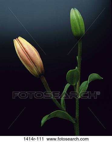 Lilies View Large Photo Image Stock Image - Lilies. Fotosearch