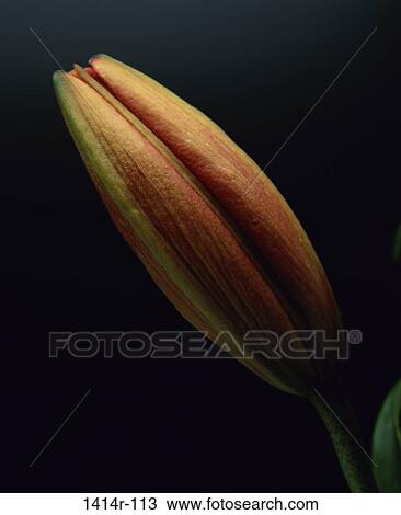 Lily View Large Photo Image Stock Image - Lily. Fotosearch