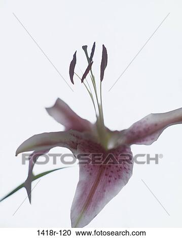 Stock Image - Lily. Fotosearch
