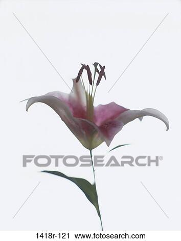Lily View Large Photo Image Stock Image - Lily. Fotosearch