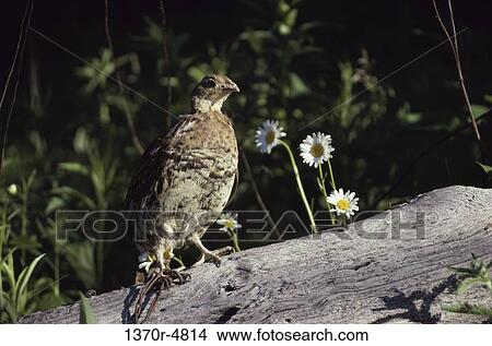 listening, perching, bird, animal, log, listen View Large Photo Image Picture - listening, perching, bird, animal, log, listen. Fotosearch