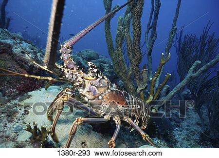 Lobster View Large Photo Image Stock Image - Lobster. Fotosearch