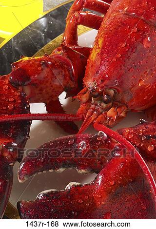 Lobster View Large Photo Image Stock Photo - Lobster. Fotosearch
