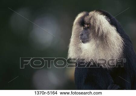 Long-Tailed Macaque View Large Photo Image Picture - Long-Tailed Macaque. Fotosearch