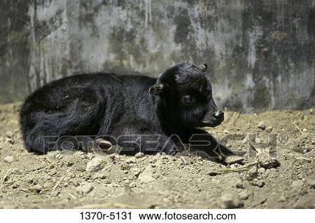 Lowland Anoa View Large Photo Image Stock Image - Lowland Anoa. Fotosearch