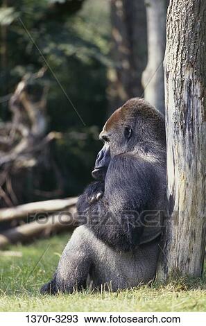 Stock Image - Lowland Gorilla. Fotosearch