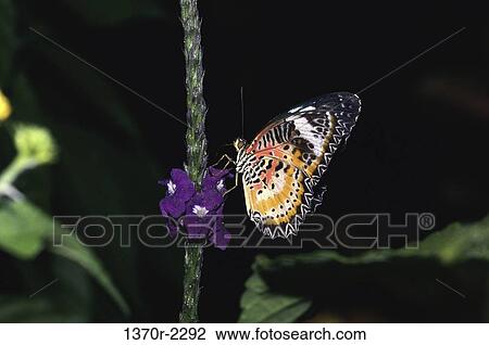 Stock Image - Malaysian Lacewing Butterfly. Fotosearch