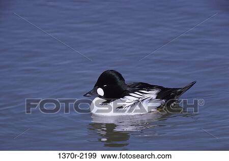 Male American Goldeneye View Large Photo Image Stock Photo - Male American Goldeneye. Fotosearch