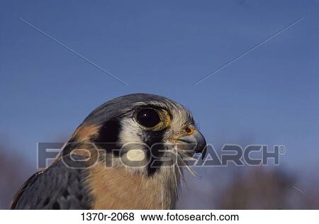 Male American Kestrel View Large Photo Image Stock Photo - Male American Kestrel. Fotosearch