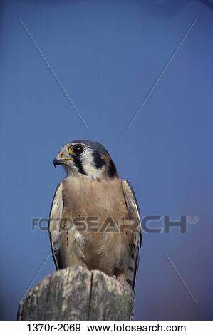 Stock Photo - Male American Kestrel. Fotosearch