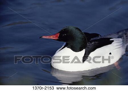 Male American Merganser View Large Photo Image Stock Image - Male American Merganser. Fotosearch