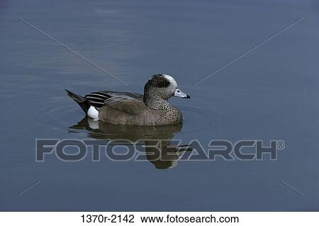 Male American Widgeon View Large Photo Image Stock Image - Male American Widgeon. Fotosearch