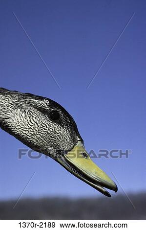 Male Black Duck View Large Photo Image Stock Photo - Male Black Duck. Fotosearch