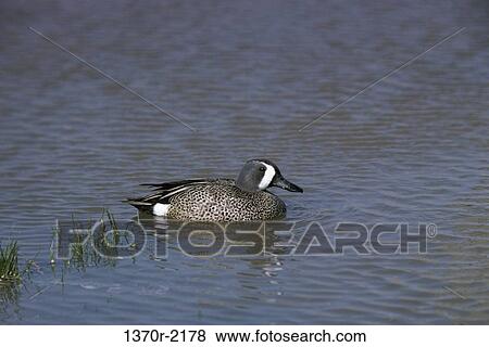 Male Blue Winged Teal View Large Photo Image Stock Photo - Male Blue Winged Teal. Fotosearch