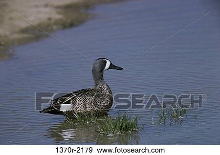 Male Blue Winged Teal View Large Photo Image Stock Photo - Male Blue Winged Teal. Fotosearch