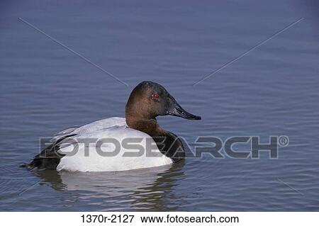 Male Canvasback View Large Photo Image Stock Photo - Male Canvasback. Fotosearch