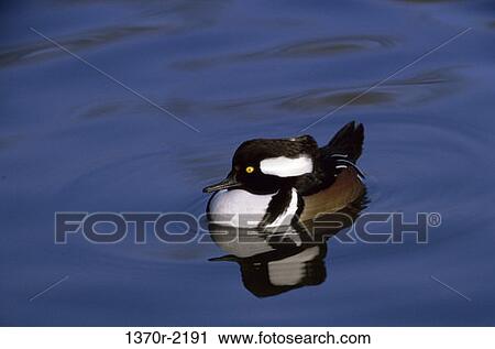 Male Hooded Merganser View Large Photo Image Stock Image - Male Hooded Merganser. Fotosearch