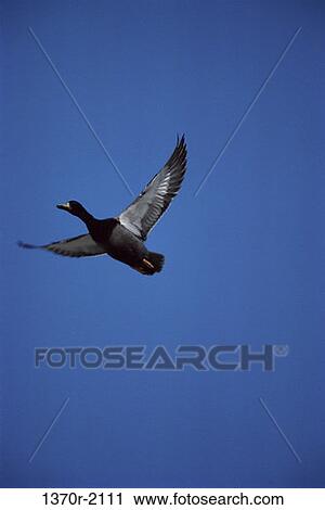 Male Mallard View Large Photo Image Stock Image - Male Mallard. Fotosearch