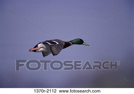 Male Mallard View Large Photo Image Stock Image - Male Mallard. Fotosearch