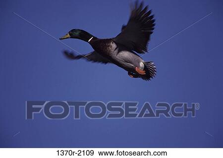 Male Mallard View Large Photo Image Stock Photo - Male Mallard. Fotosearch