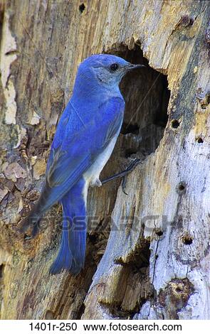 Male Mountain Bluebird View Large Photo Image Stock Image - Male Mountain Bluebird. Fotosearch