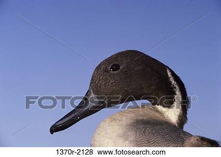 Male Pintail View Large Photo Image Stock Photo - Male Pintail. Fotosearch