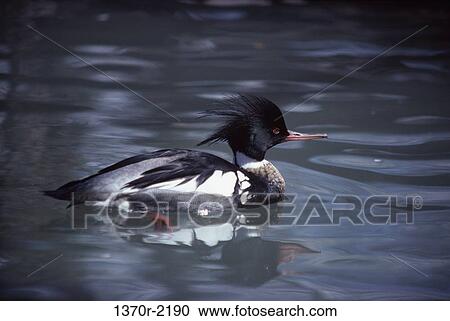 Male Red-breasted Merganser View Large Photo Image Stock Image - Male Red-breasted Merganser. Fotosearch