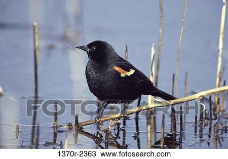 Male Red-winged Blackbird View Large Photo Image Stock Image - Male Red-winged Blackbird. Fotosearch