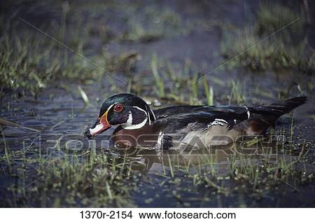 Male Wood Duck View Large Photo Image Picture - Male Wood Duck. Fotosearch