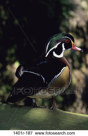 Male Wood Duck View Large Photo Image Stock Photo - Male Wood Duck. Fotosearch