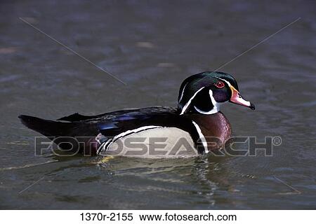Male Wood Duck View Large Photo Image Stock Photography - Male Wood Duck. Fotosearch
