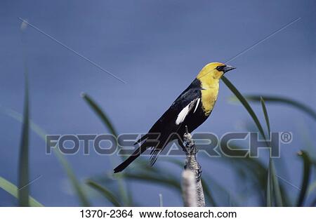 Male Yellow-headed Blackbird View Large Photo Image Picture - Male Yellow-headed Blackbird. Fotosearch