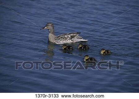 Mallards View Large Photo Image Stock Image - Mallards. Fotosearch