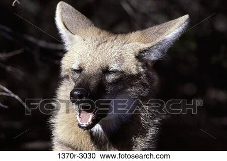 Maned Wolf View Large Photo Image Stock Image - Maned Wolf. Fotosearch