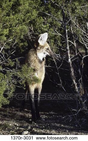 Maned Wolf View Large Photo Image Stock Image - Maned Wolf. Fotosearch