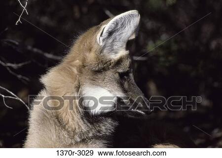 Maned Wolf View Large Photo Image Stock Photo - Maned Wolf. Fotosearch