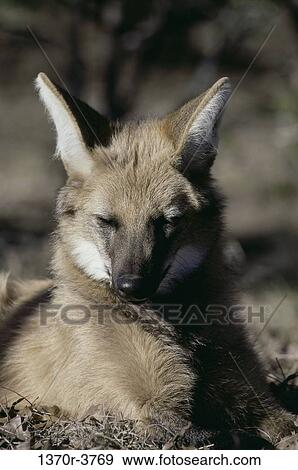 Maned Wolf View Large Photo Image Stock Photo - Maned Wolf. Fotosearch