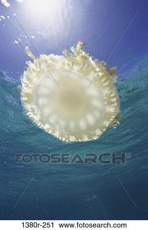Mangrove Jellyfish View Large Photo Image Stock Image - Mangrove Jellyfish. Fotosearch