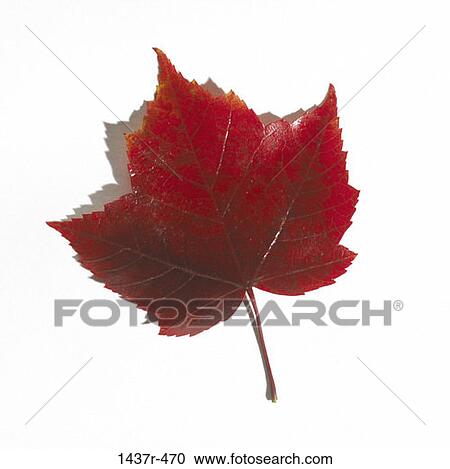 Maple Leaf View Large Photo Image Stock Image - Maple Leaf. Fotosearch