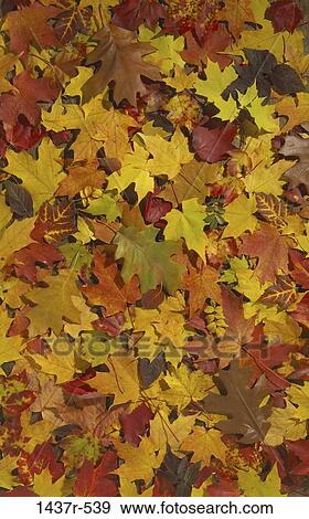 Stock Photo - Maples. Fotosearch