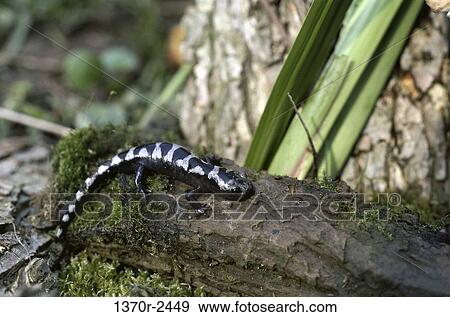 Marbled Salamander View Large Photo Image Stock Photo - Marbled Salamander. Fotosearch