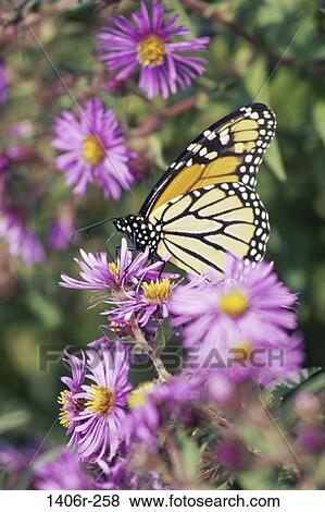 Monarch Butterfly and Asters View Large Photo Image Stock Photo - Monarch Butterfly and Asters. Fotosearch