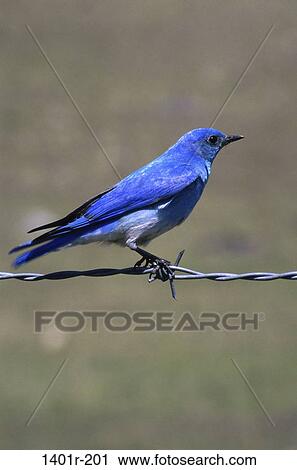 Mountain Bluebird View Large Photo Image Stock Image - Mountain Bluebird. Fotosearch