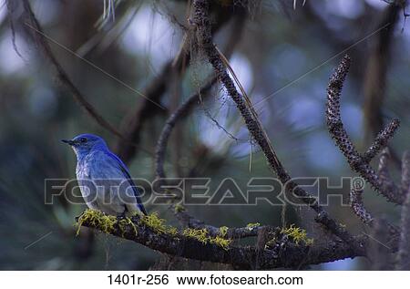 Mountain Bluebird View Large Photo Image Stock Photograph - Mountain Bluebird. Fotosearch